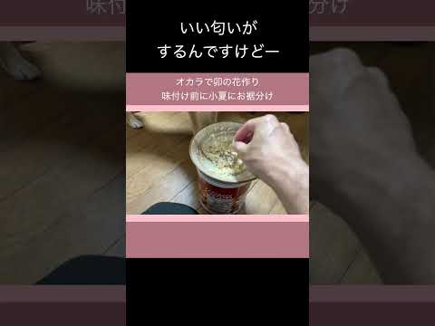 いい匂いがするんですけどー 柴犬 shibainu 癒し