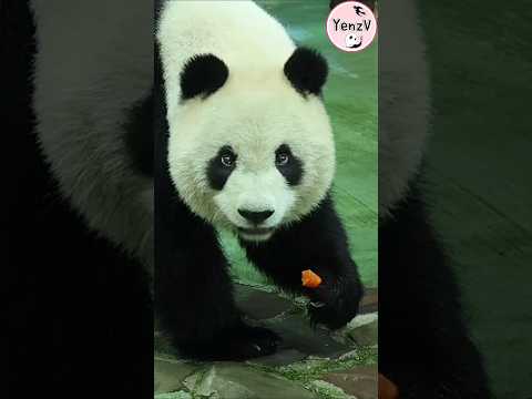 漂亮的仔仔🥕😋🥰 panda taipeizoo 圓仔 台北市立動物園 cuteanimals サムネイル
