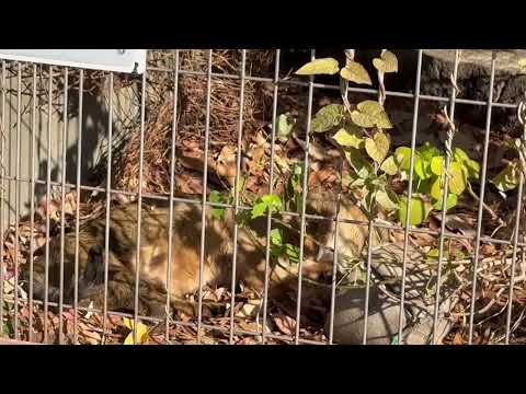 ピリミさん♪ ジャングルキャット　東山動植物園にて　2025年12月12日 サムネイル