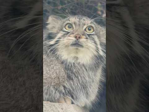 shorts 岩の上にオトちゃん　マヌルネコ　神戸どうぶつ王国　2025年12月26日 サムネイル