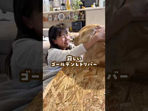 寂しいゴールデンレトリバー ゴールデンレトリバー 大型犬のいる生活 goldenretreiver 大型犬と子供 サムネイル