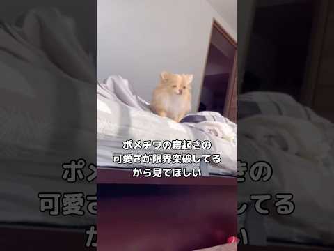 ポメチワの寝起きの破壊力が強すぎる ポメラニアン チワワ ポメチワ 小型犬 サムネイル