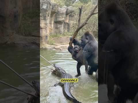 Gorilla Fights Back to Protect Her Baby! 😱🔥