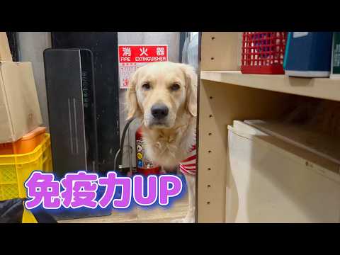 免疫力UPは親心。ゴールデンレトリバーティト