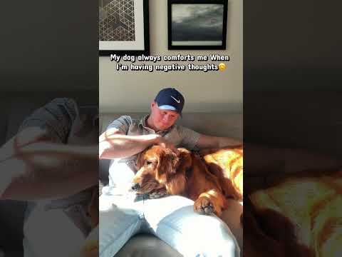 My Golden retriever is basically my therapist サムネイル