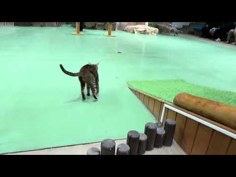 ウーロン！なかなか見れない猫によるショー ザ・キャッツ　那須どうぶつ王国にて　2026年1月30日 サムネイル