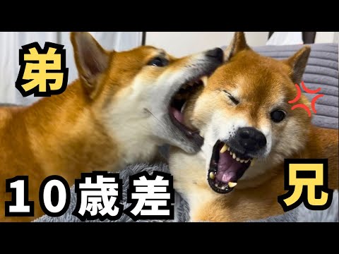 【本音】シニア犬がいるのに、子犬を迎えるのはかわいそう？我が家なりの答えをお伝えします サムネイル