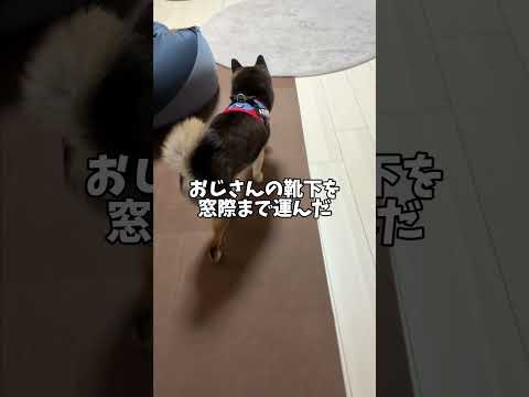 柴犬🐕が身を挺して運んだものとは😭 サムネイル