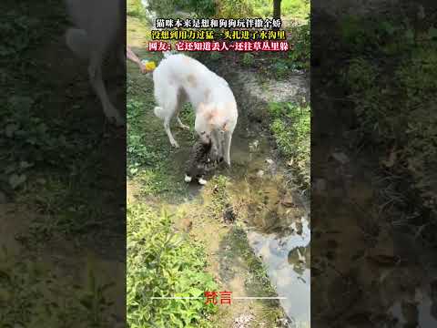 貓咪本來是想跟狗狗玩伴撒個嬌 沒想到用力過猛一頭栽進了水溝裡 意外 有趣 貓 萌寵 搞笑 cat amazing fu… サムネイル