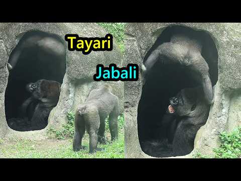 Gorilla Jabali copied Tayari's funny way entering the cave金… サムネイル