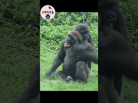 Ringo playing with Jabali😆 gorilla gorillatag taipeizoo 金剛猩… サムネイル