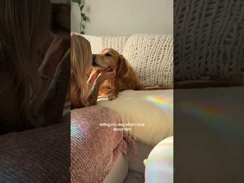 coming home to my golden retriever🥵goldenretreivers dog pup… サムネイル