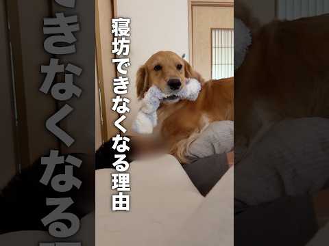 犬のモーニングコールが恐怖すぎてヤバイ...【ゴールデンレトリバー・ボーダーコリー】 サムネイル