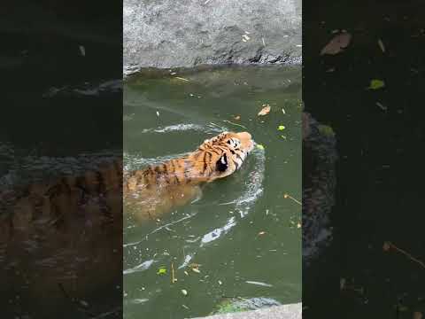 shorts ローラさんもいっしょに泳げばイイのにって思ってそうなソーンさん😅　アムールトラ　浜松市動物園にて　202… サムネイル