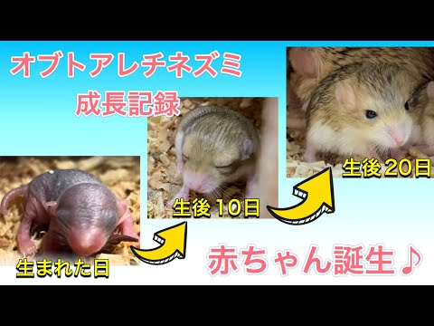 オブトアレチネズミ(マカロニマウス)が仲間入りし、3頭の赤ちゃんを産みました！！ サムネイル