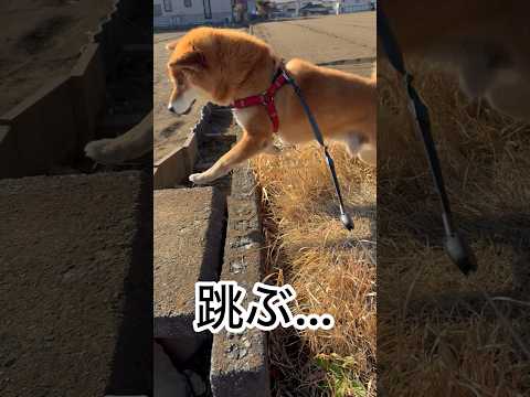 ’26.1.29 力丸のお散歩は楽しい！ 柴犬 shibainu 柴犬のいる暮らし 柴犬の日常 お散歩 力丸 サムネイル