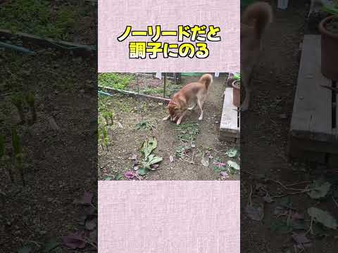 ノーリードだと 調子にのる 神戸 shiba shibainu サムネイル