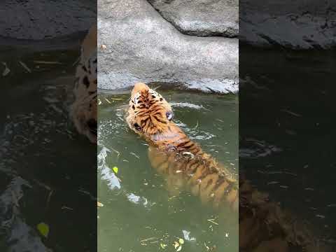 shorts ドヤ顔で泳ぐ🤭ソーンさんと 0本当は上がって来て欲しそうなローラさん😅　アムールトラ　浜松市動物園にて… サムネイル