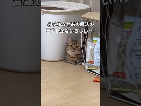 おやつというワードでは反応せずおやつの内容を聞いて初めて動くかどうかの判断をするようになった猫 ミヌエット 短足 マン… サムネイル