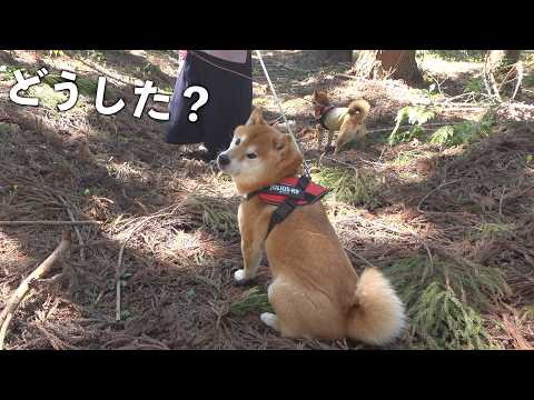 お別れ会の山道で、柴犬が突然“拒否犬”になりました。。