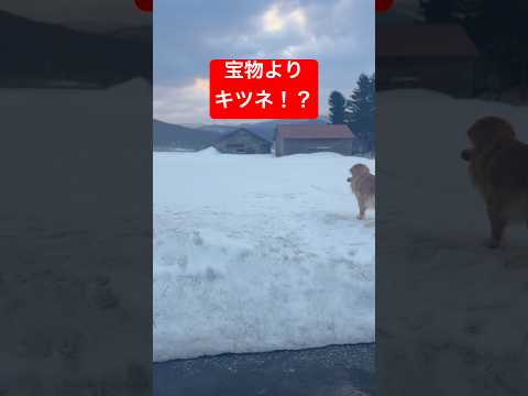 宝物よりキツネを選んだ犬 サムネイル