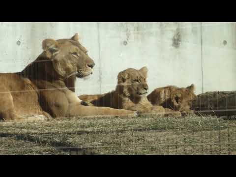 母と息子たち　のんびりライオン家族　のんほいパーク　00102 サムネイル