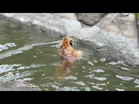 見事なトラカキ🐯を披露したソーンさん　アムールトラ　浜松市動物園にて　2026年4月5日