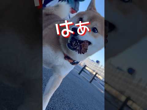柴犬とんニューシングル『松ぼっくりをひろった唄』　柴犬　柴犬とん サムネイル
