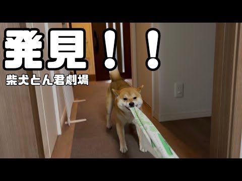 柴犬とん君、世紀の大発見に1役かいました！　柴犬　柴犬とん サムネイル