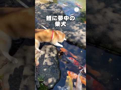 鯉に夢中すぎて落ちそうになる柴犬　柴犬　犬　かわいい犬 鯉　犬のいる暮らし サムネイル