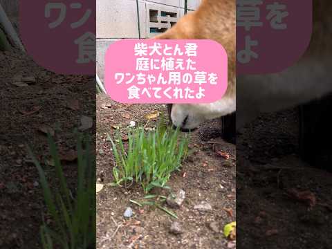 公園の雑草をよく食べるので、どうせならとホームセンターに売ってた「猫草（ワンちゃんネコちゃん用）」ってのを庭で育ててみ… サムネイル