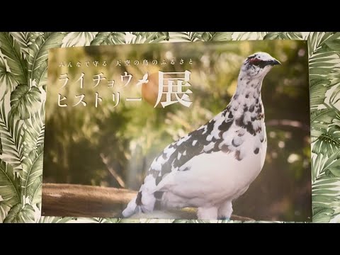 ライチョウ ヒストリー展を見て来ました　みんなで守る天空の鳥のふるさと    那須どうぶつ王国にて　2026年1月4日 サムネイル