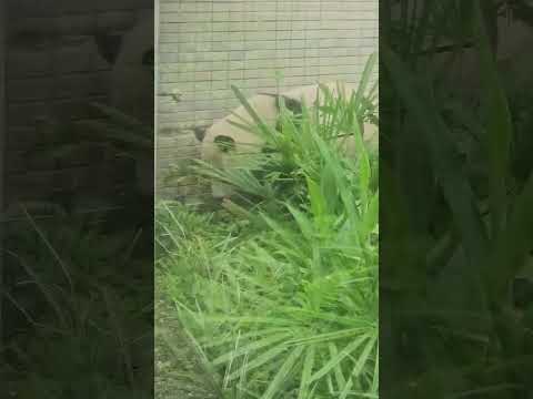 圓寶被電到, 嚇到發出狗叫聲 panda got zapped taipeizoo 台北市立動物園 貓熊 熊貓 サムネイル