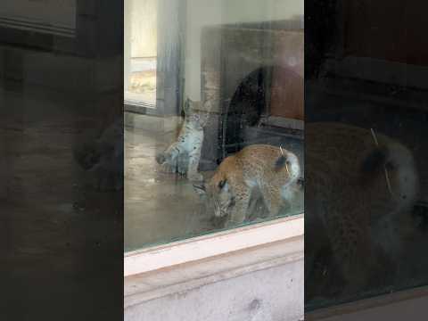 shorts ヨーロッパオオヤマネコの赤ちゃんとハヅキ母さん　肉を食べに来た〜　京都市動物園　2026年7月18日