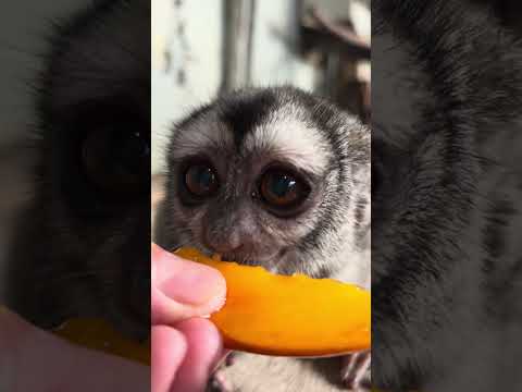 完熟柿は間違いなしの美味さ♫動物 動物園 おばあちゃん サムネイル