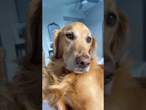 coming home to my golden retriever❤️india retreiver dog pup… サムネイル