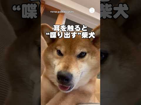 耳を触ると“喋り出す”柴犬    犬　柴犬　かわいい犬　面白い　犬のいる暮らし サムネイル