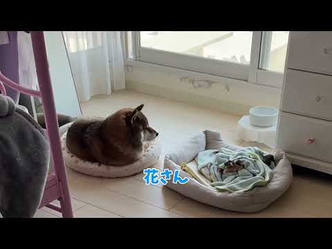 飼い主が帰ってきた時の柴犬歓喜？のお出迎え サムネイル