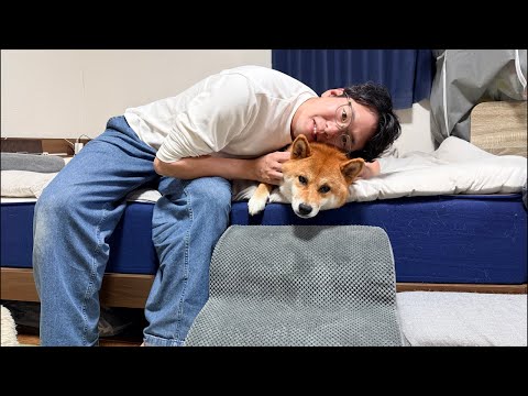 チワワの、のぶなが【柴犬と雑種犬ファミリーの爆笑日常】 がライブ配信中！ サムネイル