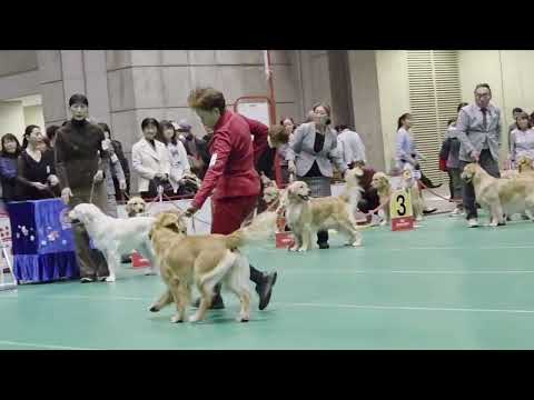 JKC 特別本部展 牝オープンクラス ゴールデンレトリバー シンディー 2025/12/21 サムネイル