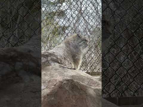 shorts マヌルロックのテッペンにロータスくん　マヌルネコ　埼玉県こども動物自然公園にて　2026年3月6日 サムネイル