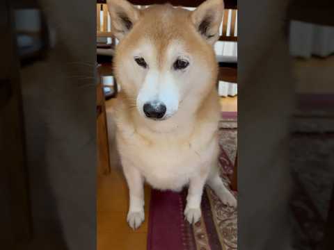柴犬福 福たんかわちい音頭 ボタン合いの手ver.は受け付けなかった柴犬🤣Sis and Shiba🤣姉と柴 shor…