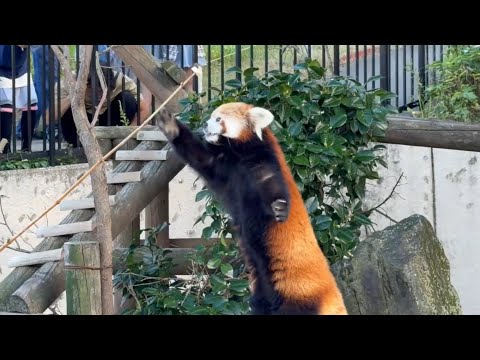 大森山推しレッサーパンダ投票一位の令花ちゃん お祝いまんまタイム 大森山動物園にて 2026年9月19日