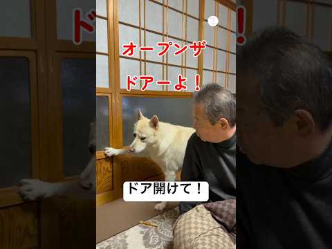 ドアを開けてほしくてアピールする犬　保護犬　犬　犬のいる暮らし かわいい犬 面白い サムネイル