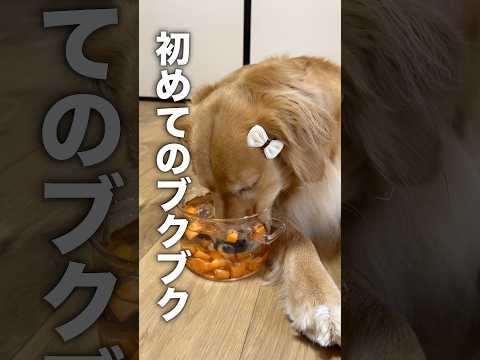 水に顔をつけてブクブクする犬が可愛すぎる..!!【ゴールデンレトリバー・ボーダーコリー】