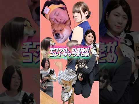 チワのぶコントまとめ！初見の人よろしくね☺️ shorts サムネイル