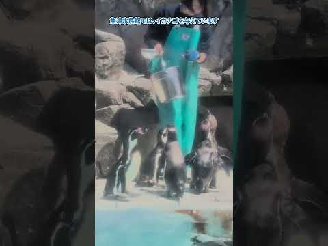 【魚津水族館】ペンギンのお食事タイム！🐧🐧🐧shorts サムネイル