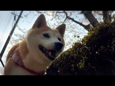 最近サボり気味だったのに急に番犬らしくなる柴犬　A Flower Walk and a Shiba Inu on Du… サムネイル