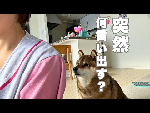 飼い主から今日の予定を告げられる柴犬 サムネイル