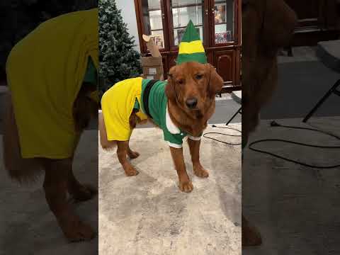 Why does he look so grumpy? サムネイル